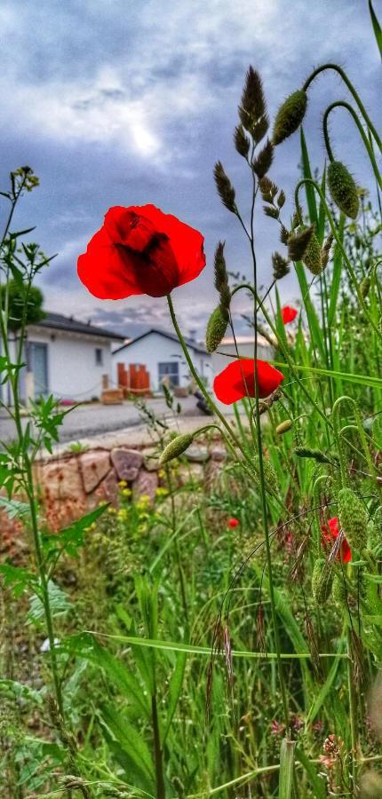 Ferienhaus Sonnenwind Am Hainer See ノイキエリッチュ エクステリア 写真